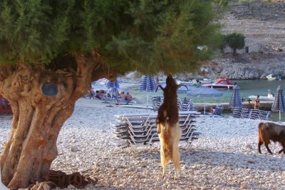 Κάντε κλικ για να δείτε την εικόνα σε πλήρες μέγεθος