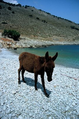 Κάντε κλικ για να δείτε την εικόνα σε πλήρες μέγεθος