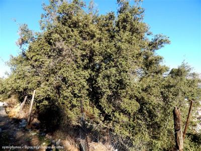 Κάντε κλικ για να δείτε την εικόνα σε πλήρες μέγεθος