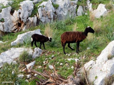 Κάντε κλικ για να δείτε την εικόνα σε πλήρες μέγεθος