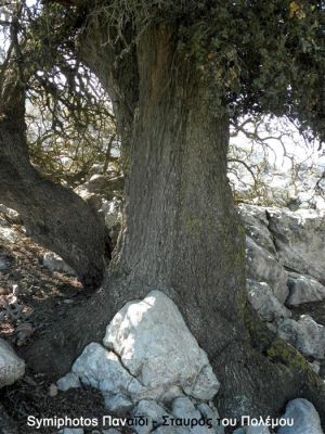 Κάντε κλικ για να δείτε την εικόνα σε πλήρες μέγεθος