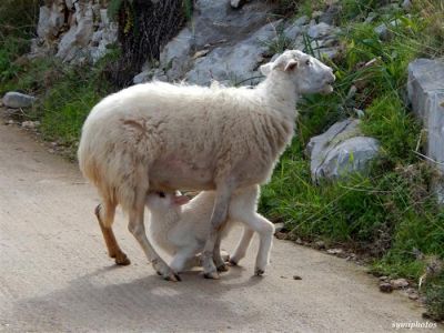 Κάντε κλικ για να δείτε την εικόνα σε πλήρες μέγεθος