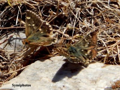 Κάντε κλικ για να δείτε την εικόνα σε πλήρες μέγεθος