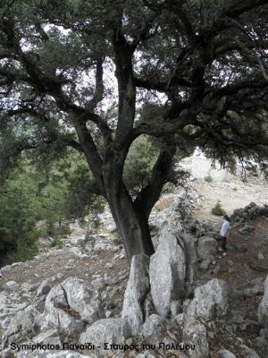 Tam boy resmi görebilmek için tıklayın