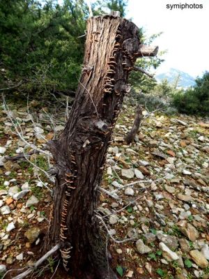 Κάντε κλικ για να δείτε την εικόνα σε πλήρες μέγεθος