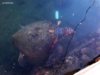 Κάντε κλικ για να δείτε την εικόνα σε πλήρες μέγεθος