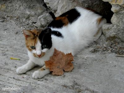 Κάντε κλικ για να δείτε την εικόνα σε πλήρες μέγεθος