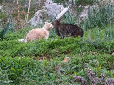 Κάντε κλικ για να δείτε την εικόνα σε πλήρες μέγεθος