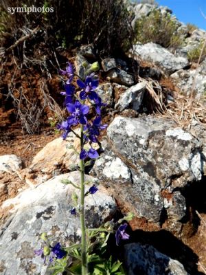 Κάντε κλικ για να δείτε την εικόνα σε πλήρες μέγεθος