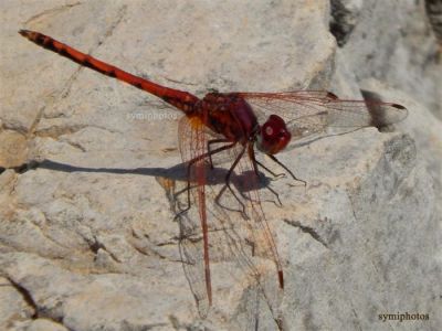 Κάντε κλικ για να δείτε την εικόνα σε πλήρες μέγεθος