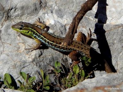 Κάντε κλικ για να δείτε την εικόνα σε πλήρες μέγεθος