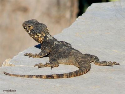 Κάντε κλικ για να δείτε την εικόνα σε πλήρες μέγεθος