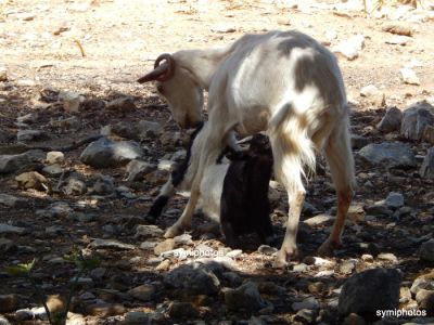 Κάντε κλικ για να δείτε την εικόνα σε πλήρες μέγεθος