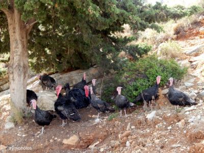 Tam boy resmi görebilmek için tıklayın