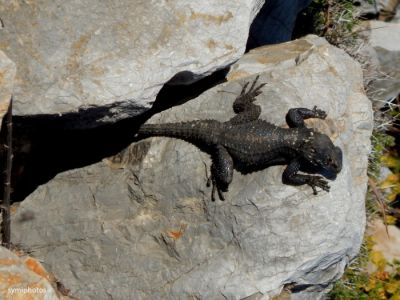 Κάντε κλικ για να δείτε την εικόνα σε πλήρες μέγεθος