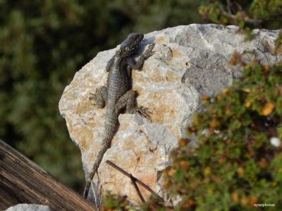 Κάντε κλικ για να δείτε την εικόνα σε πλήρες μέγεθος