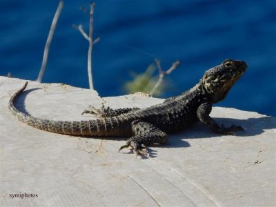 Κάντε κλικ για να δείτε την εικόνα σε πλήρες μέγεθος