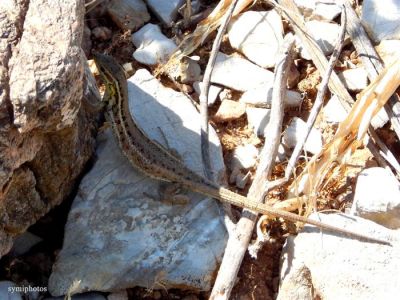 Κάντε κλικ για να δείτε την εικόνα σε πλήρες μέγεθος