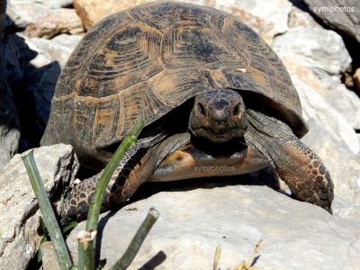 Κάντε κλικ για να δείτε την εικόνα σε πλήρες μέγεθος