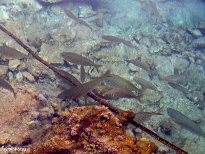 Κάντε κλικ για να δείτε την εικόνα σε πλήρες μέγεθος