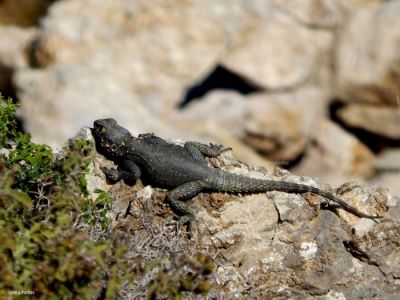 Κάντε κλικ για να δείτε την εικόνα σε πλήρες μέγεθος