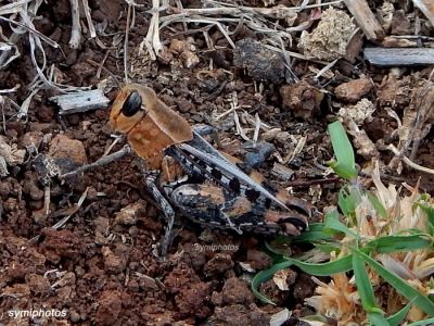 Κάντε κλικ για να δείτε την εικόνα σε πλήρες μέγεθος