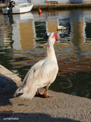 Κάντε κλικ για να δείτε την εικόνα σε πλήρες μέγεθος