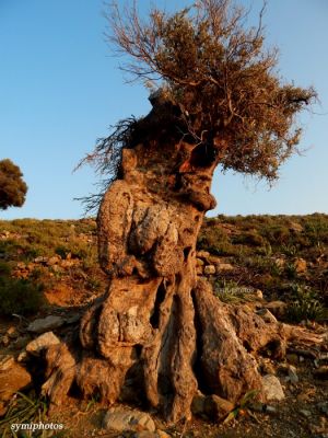 Κάντε κλικ για να δείτε την εικόνα σε πλήρες μέγεθος