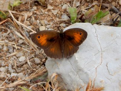 Κάντε κλικ για να δείτε την εικόνα σε πλήρες μέγεθος