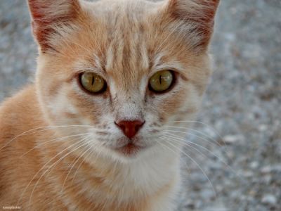 Κάντε κλικ για να δείτε την εικόνα σε πλήρες μέγεθος