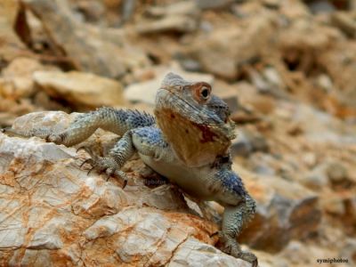 Κάντε κλικ για να δείτε την εικόνα σε πλήρες μέγεθος