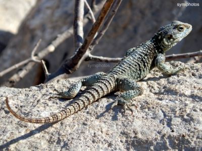 Κάντε κλικ για να δείτε την εικόνα σε πλήρες μέγεθος