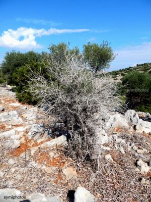 Κάντε κλικ για να δείτε την εικόνα σε πλήρες μέγεθος