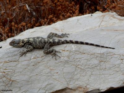 Tam boy resmi görebilmek için tıklayın