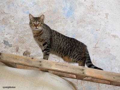 Tam boy resmi görebilmek için tıklayın