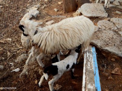 Tam boy resmi görebilmek için tıklayın