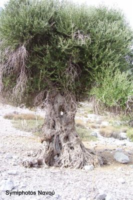 Κάντε κλικ για να δείτε την εικόνα σε πλήρες μέγεθος