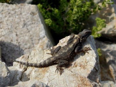 Κάντε κλικ για να δείτε την εικόνα σε πλήρες μέγεθος