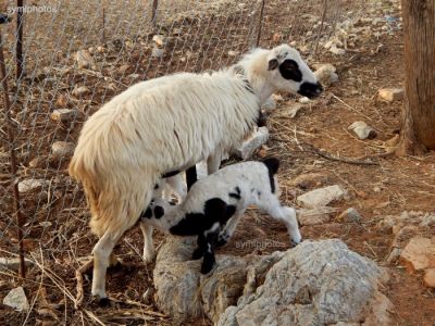 Κάντε κλικ για να δείτε την εικόνα σε πλήρες μέγεθος