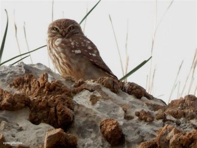 Κάντε κλικ για να δείτε την εικόνα σε πλήρες μέγεθος