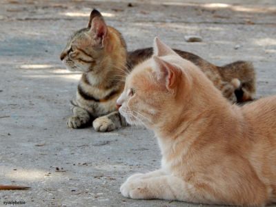 Κάντε κλικ για να δείτε την εικόνα σε πλήρες μέγεθος