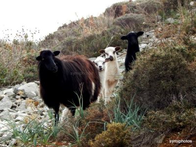 Κάντε κλικ για να δείτε την εικόνα σε πλήρες μέγεθος