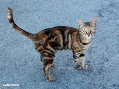 Κάντε κλικ για να δείτε την εικόνα σε πλήρες μέγεθος