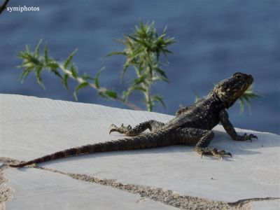 Κάντε κλικ για να δείτε την εικόνα σε πλήρες μέγεθος