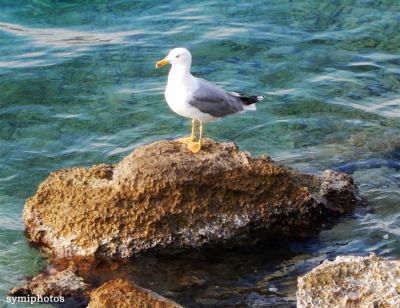 Κάντε κλικ για να δείτε την εικόνα σε πλήρες μέγεθος