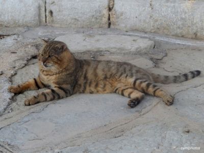 Tam boy resmi görebilmek için tıklayın