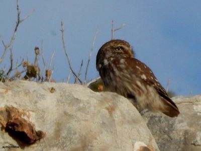 Κάντε κλικ για να δείτε την εικόνα σε πλήρες μέγεθος