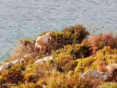 Κάντε κλικ για να δείτε την εικόνα σε πλήρες μέγεθος