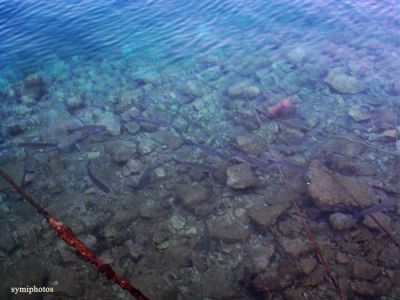 Κάντε κλικ για να δείτε την εικόνα σε πλήρες μέγεθος