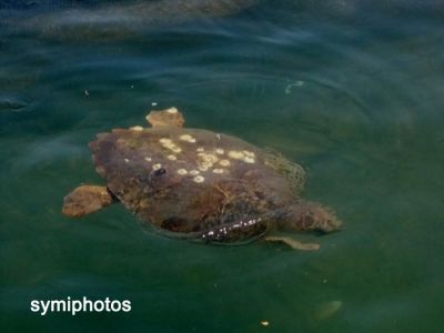 Κάντε κλικ για να δείτε την εικόνα σε πλήρες μέγεθος